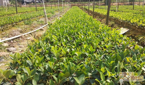 我市良種油茶苗木供應(yīng)充足