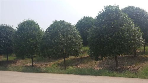 價(jià)格 圖片 品牌 怎么樣 元珍商城