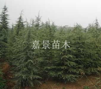 白皮松 華山松 油松 側(cè)柏等 嘉景苗木