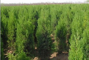 油松價(jià)格 油松批發(fā) 油松廠家 258.com企業(yè)服務(wù)平臺(tái)