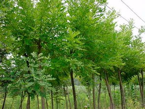 國(guó)槐樹 絲綿木 求購(gòu)國(guó)槐樹 求購(gòu)絲綿木