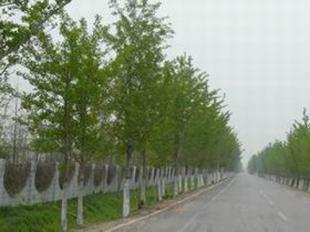 供應國槐坤恒苗木基地合歡樹基地_農副產品