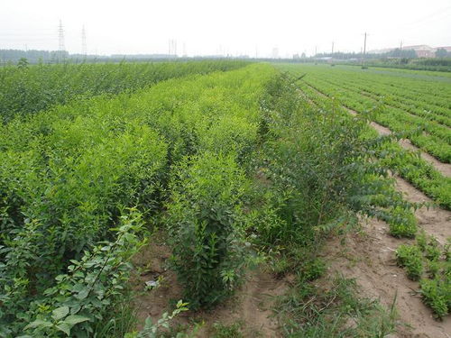 衛(wèi)矛球 ,通遼華楓園林綠化苗木公司