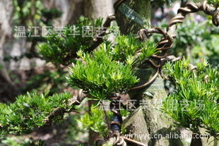 大量供應產地直銷綠化苗木一級優質精品樁頭指導價 大量供應產地直銷綠化苗木一級優質精品樁頭廠商 大量供應產地直銷綠化苗木一級優質精品樁頭廠商 圖 盡在農苗網