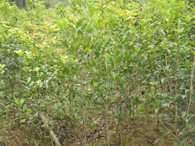 桂花苗木|喬灌木|綠化苗木|供應信息|597苗木網(wǎng)