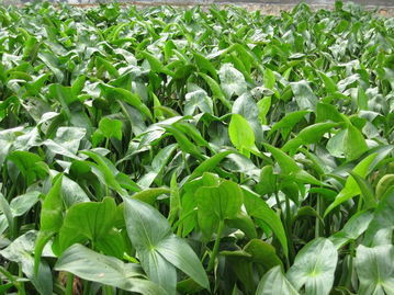 銷售慈姑 供應慈姑 綠美源苗木園藝場