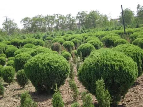 新的一年,該種植什么苗木呢