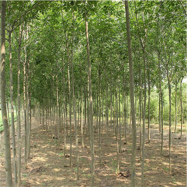 自產綠化苗木 白蠟基地 現場起苗 庭院室外種植樹 白蠟苗 速生白蠟樹苗圖片_高清圖_細節圖-肥城市富順家庭農場