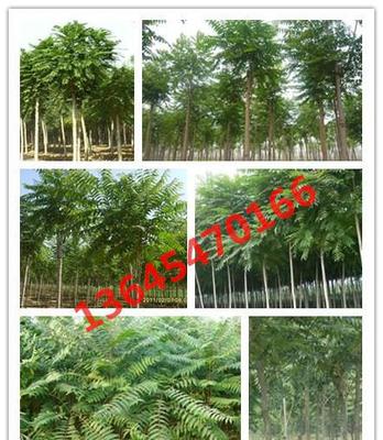 綠化苗木 千頭椿苗木 千頭椿樹苗 規格全