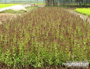 批發(fā)紅葉女貞,紅葉女貞苗,紅葉女貞球,紅頭女貞 竹類(lèi)圖片及價(jià)格 沭陽(yáng)縣好景園林綠化苗木場(chǎng)