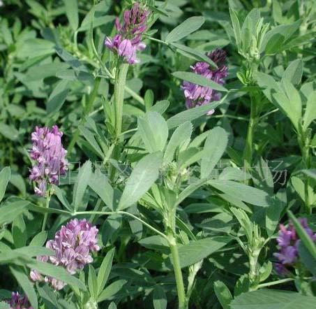 牧草種子普那菊苣、蘇丹草、苦買菜、毛苕子、(圖)