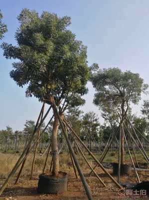 【全冠香樟袋苗供應(yīng)、種植基地直銷、價格實惠】綠化苗木,價格,廠家,供應(yīng)商,花木,龍海市東泗興輝園藝場 - 產(chǎn)品庫