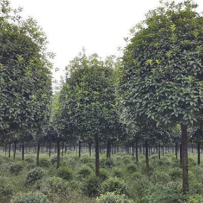 溫江錦藝供應(yīng)yu-787成都桂花成都桂花價(jià)格成都高桿桂花成都高桿桂花基地圖片_高清圖_細(xì)節(jié)圖-溫江錦藝苗木園藝場(chǎng)