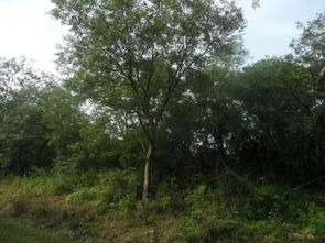 教你幾招能讓你的苗木賣(mài)出一個(gè)高價(jià)錢(qián)