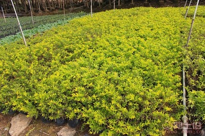 【黃金葉種植基地、基地直銷(xiāo)、質(zhì)優(yōu)價(jià)廉】綠化苗木,價(jià)格,廠(chǎng)家,供應(yīng)商,花木,龍海市東泗興輝園藝場(chǎng) - 產(chǎn)品庫(kù)