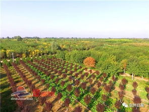 一場全國盛會相約定州