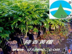 降香黃檀 花梨木 海南黃花梨 紅木家具 供應產品 漳浦縣大山苗木場