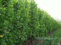 山東北海道黃楊│淄博北海道黃楊│泰安北海道黃楊│北海道黃楊[供應]_綠化苗木_世界工廠網中國產品信息庫