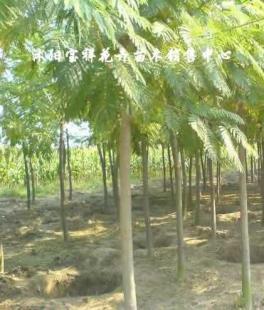 供應綠化苗木:低價出售各種合歡、銀杏、廣玉蘭等_農副產品_世界工廠網中國產品信息庫