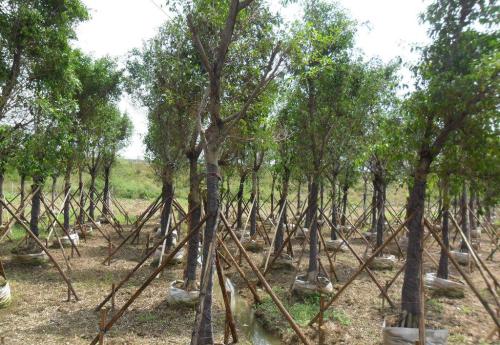 苗木五斤袋和七斤袋的區別在哪里