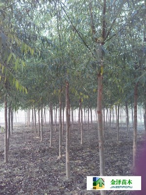 旱柳是什么---供應旱柳---旱柳規格_河北保定博野金澤綠化苗木基地_商國互聯網