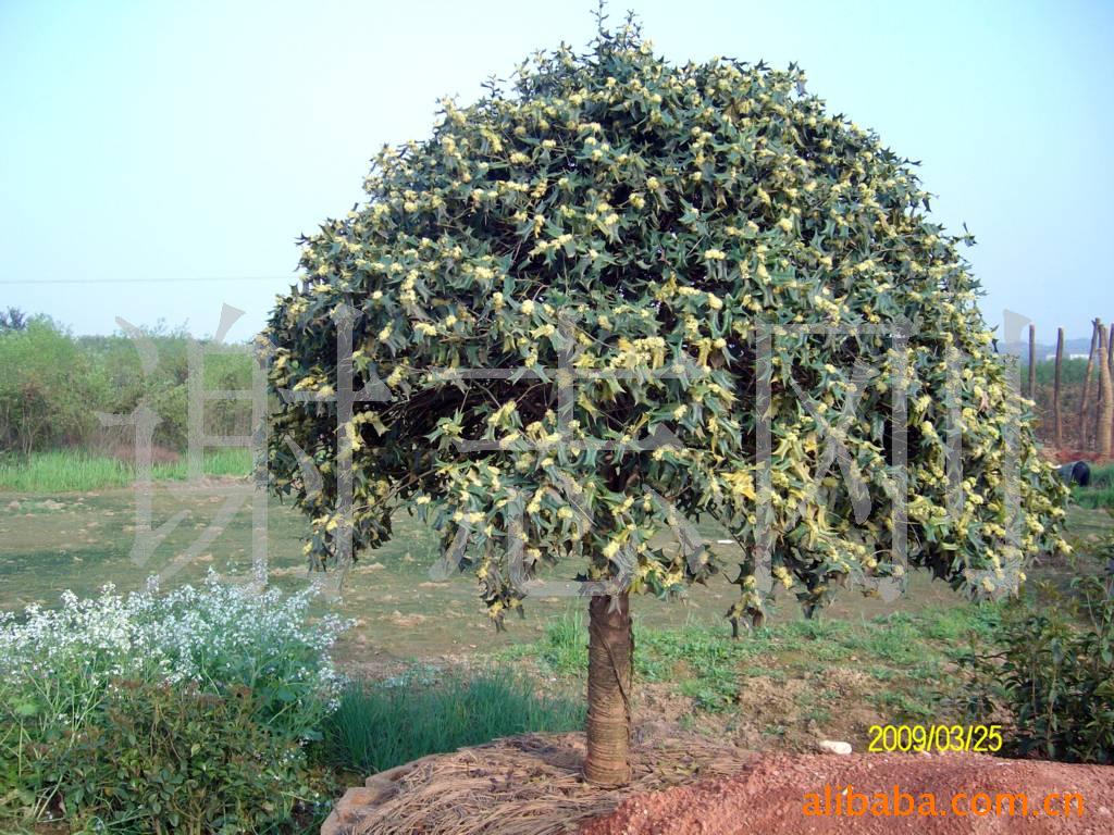 【綠化設(shè)計(jì)圖中的喬木與灌木之分】?jī)r(jià)格、產(chǎn)品供應(yīng),綠化設(shè)計(jì)圖中的喬木與灌木之分廠家批發(fā)-1024商務(wù)網(wǎng)