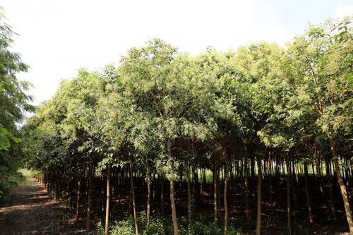 大葉女貞苗木的栽培技術(shù)管理