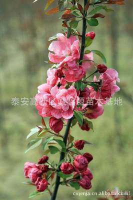 【批發(fā)西府海棠小苗北美海棠苗廠家直銷北美海棠綠化苗木】泰安高新區(qū)誠(chéng)鑫源苗木基地 - 產(chǎn)品庫(kù)