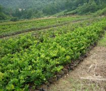 芳青花卉苗木 路口綠化優選，打造綠色生態新篇章