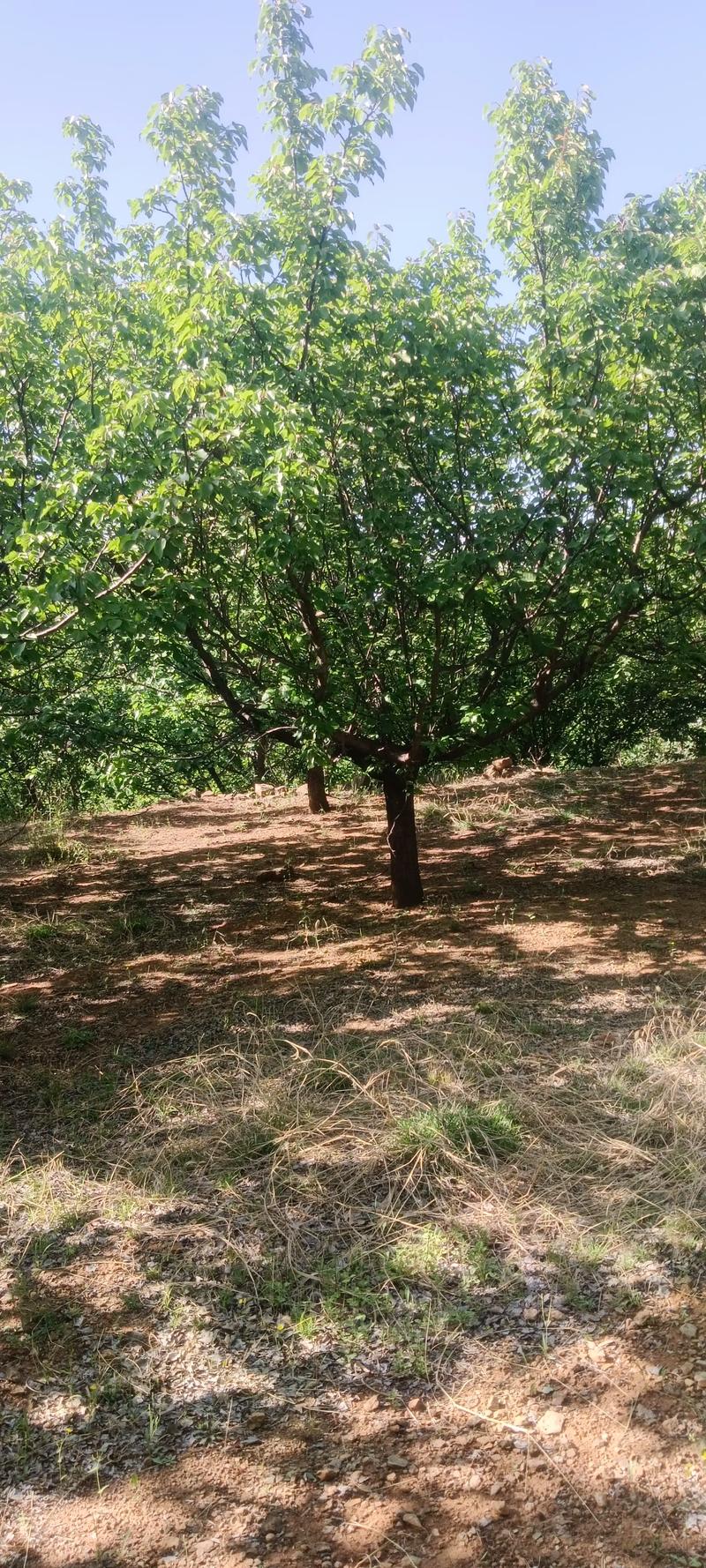 全網(wǎng)尋覓苗木有緣人，優(yōu)質(zhì)山杏樹大量現(xiàn)貨，規(guī)格齊全，共繪花卉種植新藍(lán)圖