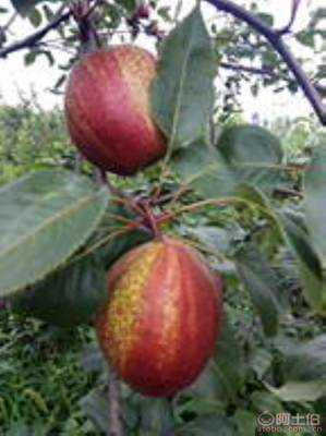 黃金梨苗種植與管理指南 栽種時(shí)間、水肥控制與生長(zhǎng)表現(xiàn)