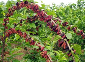 臺(tái)灣四季大果桑苗批發(fā)——聚焦廣西象州縣專業(yè)培育基地的種苗優(yōu)勢(shì)與林業(yè)種植技術(shù)