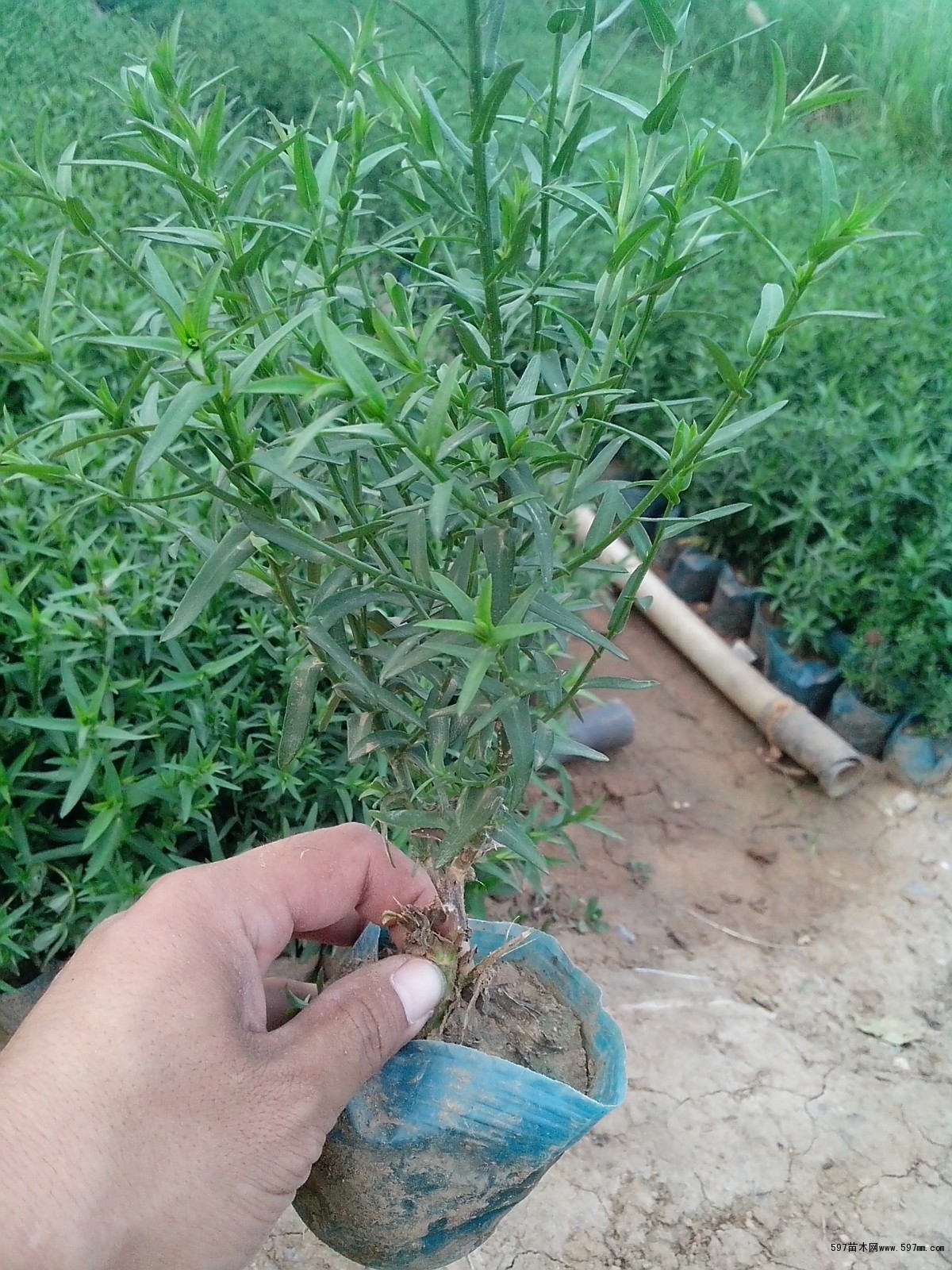 荷蘭菊圖片鑒賞與選購指南